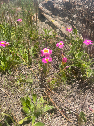 Oxalis obliquifolia, photograph 3