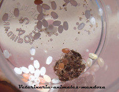 Triatoma infestans