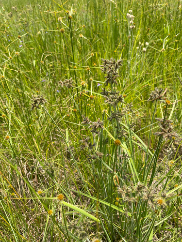 Fuirena pubescens, photograph 2