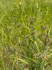 Fuirena pubescens, photograph (c) Justin Ponder, some rights reserved (CC BY)