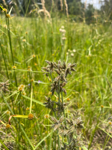 Fuirena pubescens, photograph 1