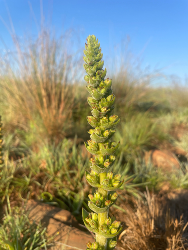 Crassula nodulosa