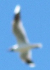 Chroicocephalus maculipennis