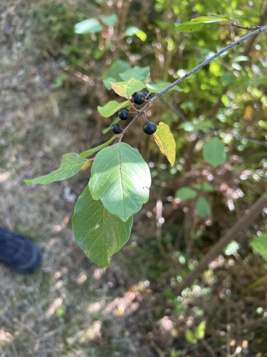 alder buckthorn