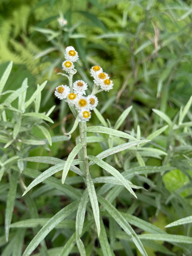 pearly everlasting