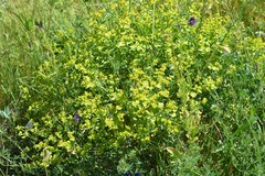 Euphorbia serrata