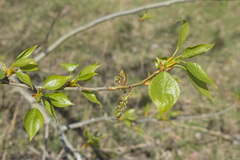 Populus × berolinensis
