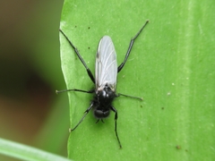 Bibio leucopterus