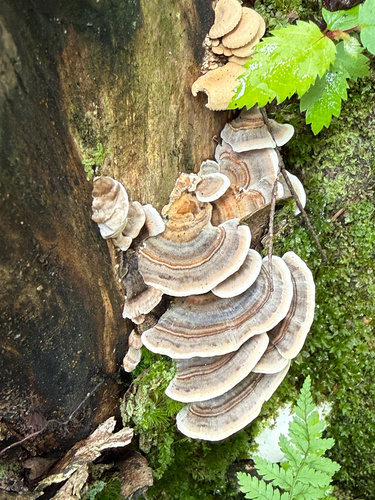 turkey-tail