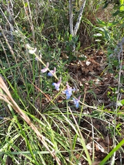 Delphinium carolinianum