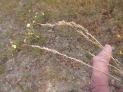 Trisetum interruptum