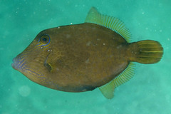 Cantherhines pardalis