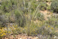 Stipa lagascae