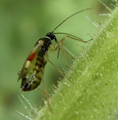 Tupiocoris californicus