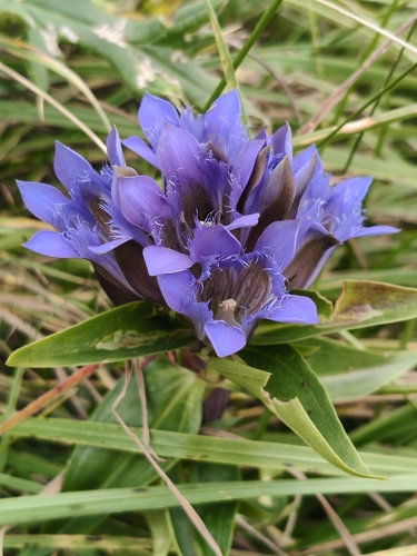 Gentiana septemfida, photograph 1