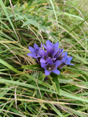 Gentiana septemfida, photograph 2