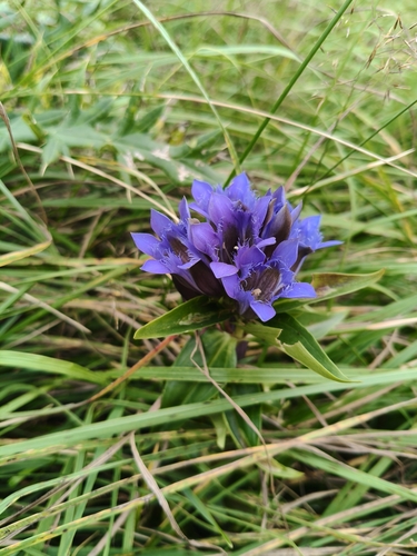 Gentiana septemfida, photograph 3