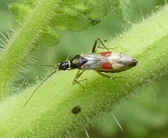 Tupiocoris californicus
