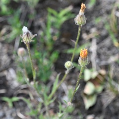 Crepis foetida, photograph (c) Petr Harant, some rights reserved (CC BY)