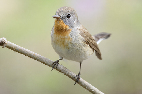 Red-breasted Flycatcher