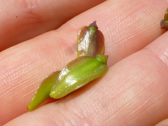 Cynorhiza typica