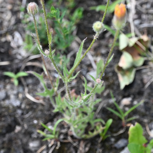 Crepis foetida, photograph 3