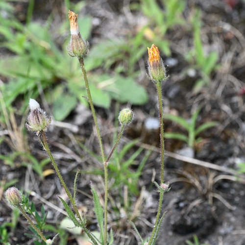 Crepis foetida, photograph 4