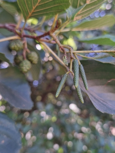 common alder