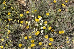 Helianthemum asperum