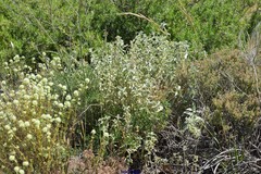 Mercurialis tomentosa
