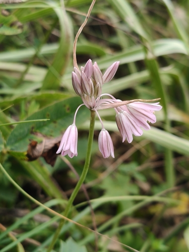 Allium kunthianum