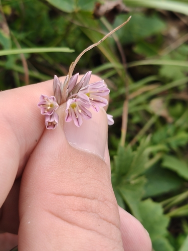 Allium kunthianum, photograph 2