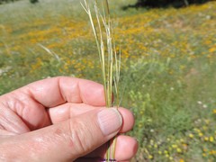 Stipa lagascae