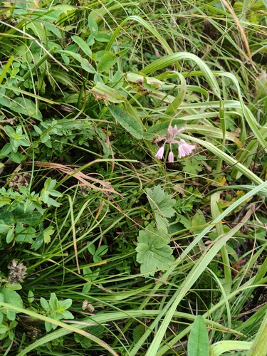 Allium kunthianum, photograph 3