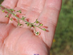 Thesium divaricatum