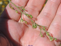 Thesium divaricatum
