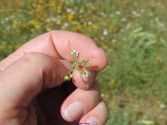 Thesium divaricatum