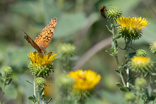Euptoieta claudia claudia