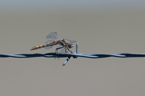 Variegated Meadowhawk