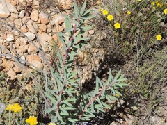 Euphorbia nicaeensis