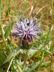 Carthamus caeruleus