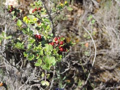 Rhamnus myrtifolia