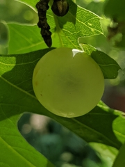 Amphibolips quercusracemaria