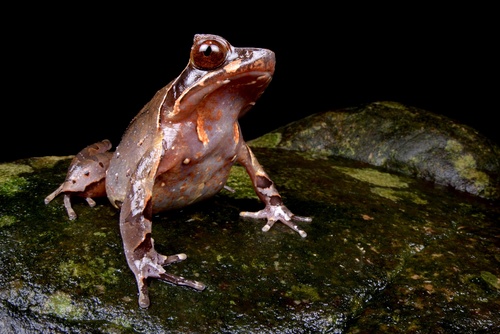 Mangshan Horned Toad