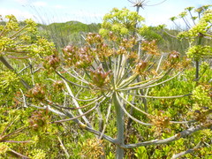 Cynorhiza typica