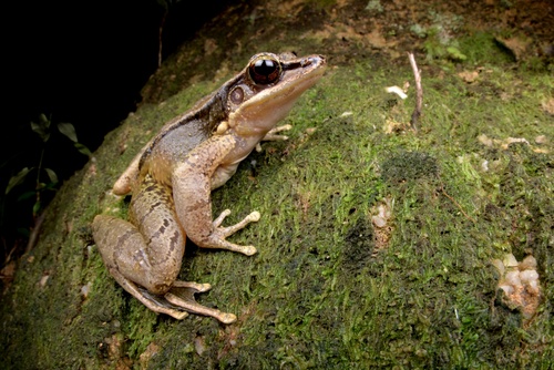Chebaling Bamboo-leaf Frog