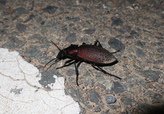 Carabus smaragdinus