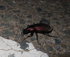 Carabus smaragdinus