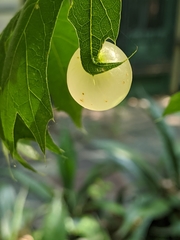 Amphibolips quercusracemaria