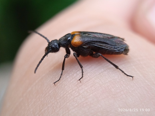 flame-shouldered blister beetle